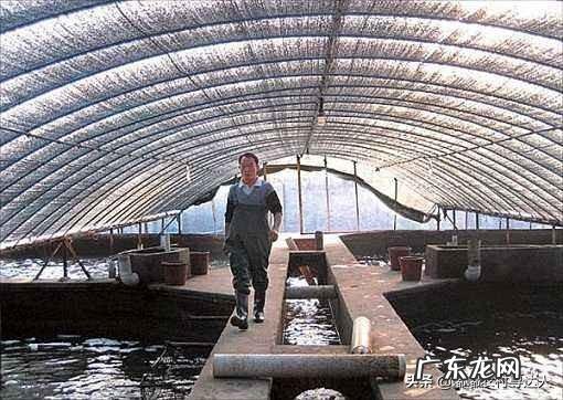 季节交替如何做好鳗鱼的投喂工作