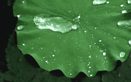 蚊子这么轻,为啥不会被雨砸死