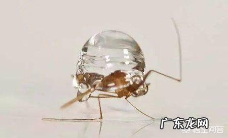 蚊子这么轻,为啥不会被雨砸死