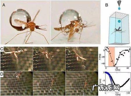 蚊子这么轻,为啥不会被雨砸死