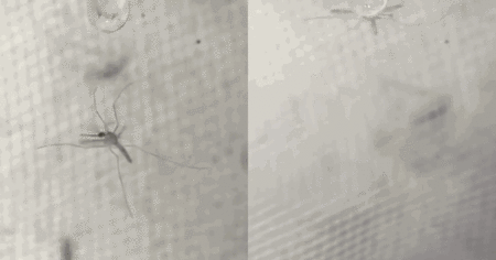 蚊子这么轻,为啥不会被雨砸死