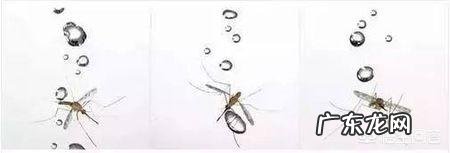蚊子这么轻,为啥不会被雨砸死