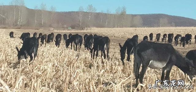 驴肉价格下滑，一头驴不算人工要亏450元，来年还有人养驴吗？ 现在毛驴及驴肉价格