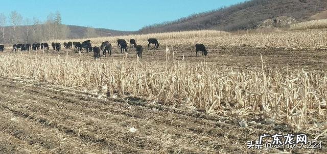 驴肉价格下滑，一头驴不算人工要亏450元，来年还有人养驴吗？ 现在毛驴及驴肉价格