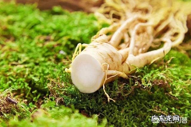 详解三七粉怎样吃可以祛斑?吃多久才有效果的祛斑小秘方?