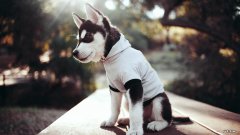 用山楂和丹参泡水，各放多少克比较好？