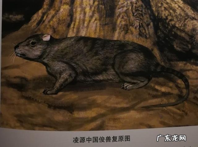 恐龙时代,哺乳动物的祖先们在干什么