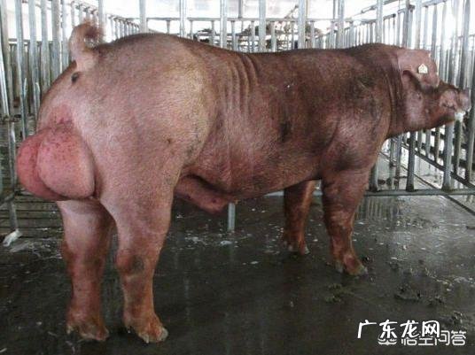 恐龙时代，哺乳动物的祖先们在干什么