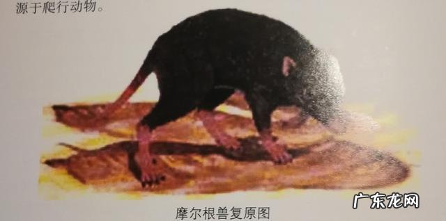 恐龙时代,哺乳动物的祖先们在干什么