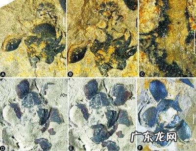 疫情结束，你外出的diyi顿想吃啥？