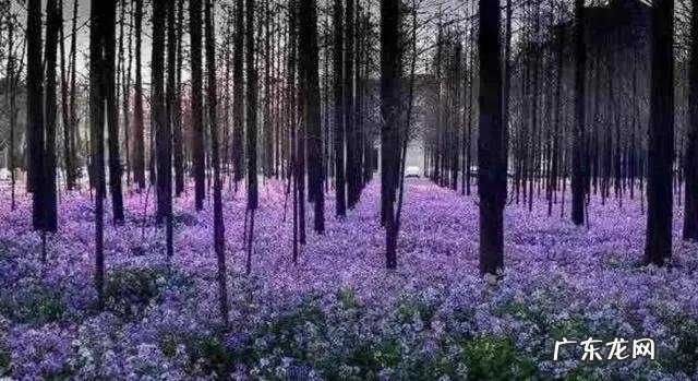 疫情结束，你外出的diyi顿想吃啥？