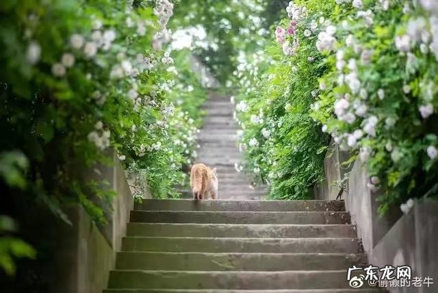 疫情结束，你外出的diyi顿想吃啥？