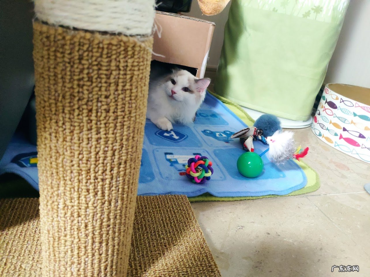 吃土豆和红薯会不会容易长胖啊?