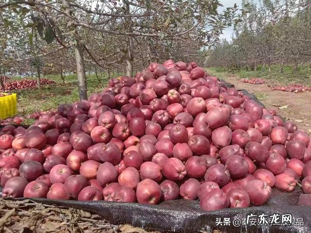 农村电商从零开始做什么 农村电商如何发展,普通人从哪里入手?