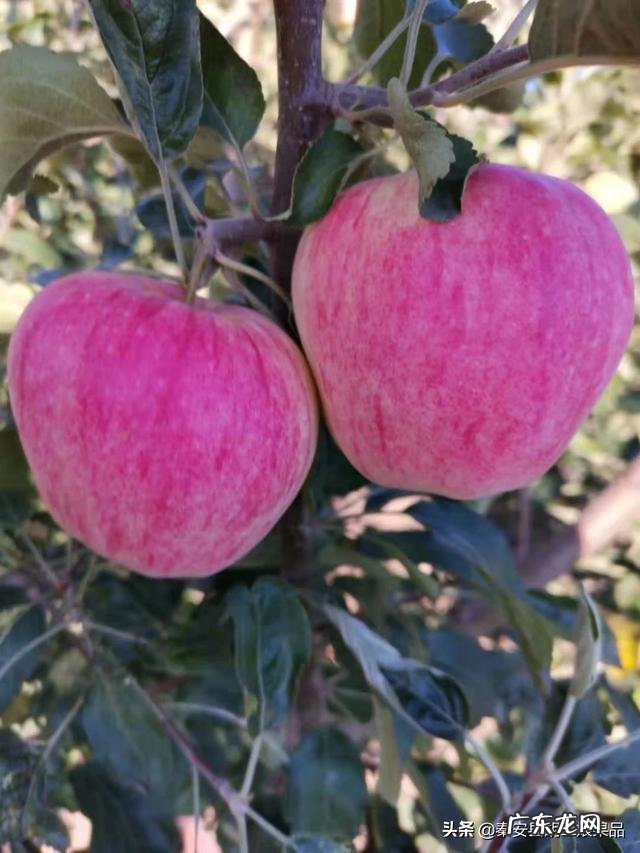 农村电商从零开始做什么 农村电商如何发展,普通人从哪里入手?