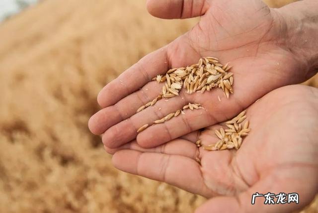 加了奇亚籽的澳洲燕麦片,营养翻倍,好吃不胖!