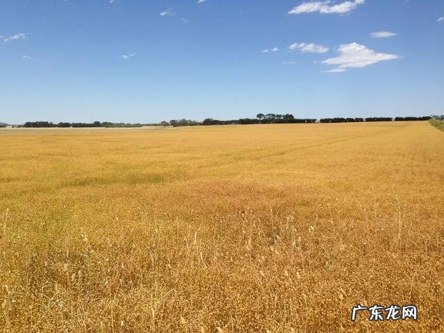 加了奇亚籽的澳洲燕麦片,营养翻倍,好吃不胖!