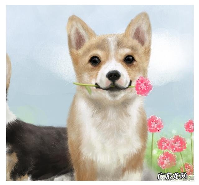 20斤的狗狗,一天吃多少克狗粮?