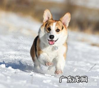 20斤的狗狗,一天吃多少克狗粮?