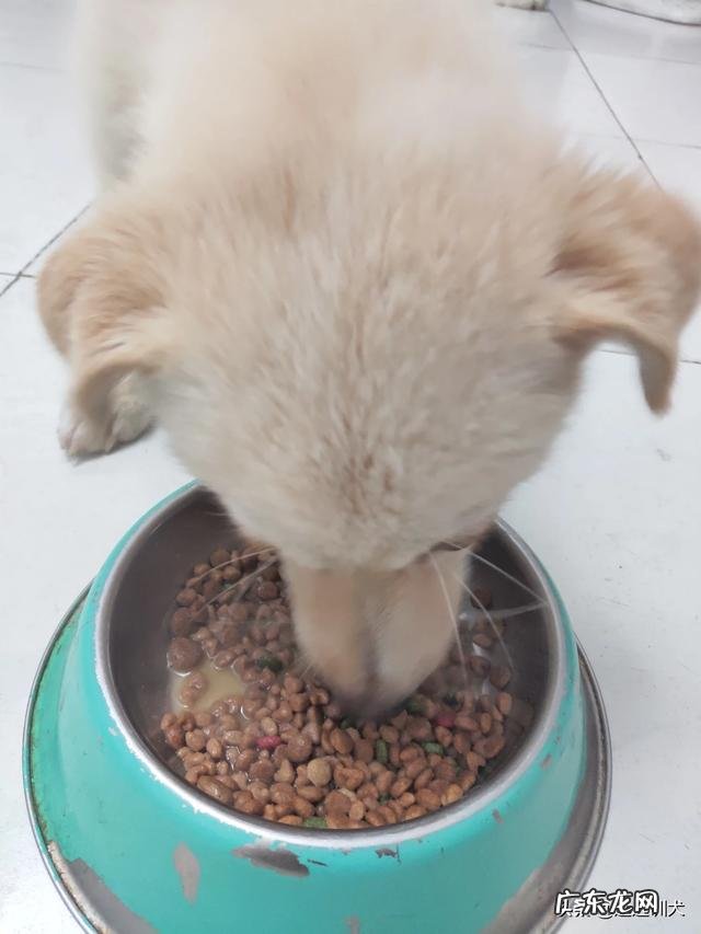 20斤的狗狗,一天吃多少克狗粮?