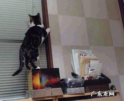 防脱发用什么品牌的洗发水好？