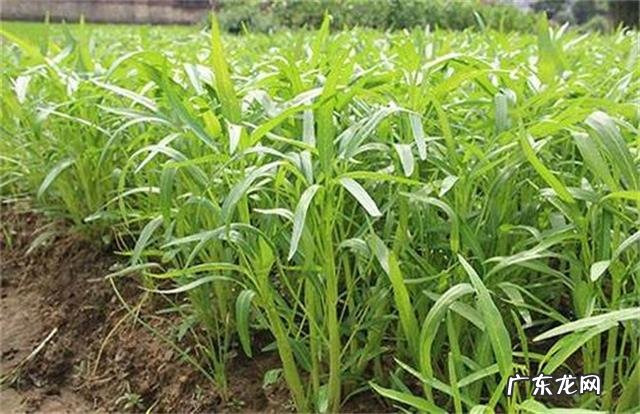 怎么做空心菜最好吃颜色又碧绿