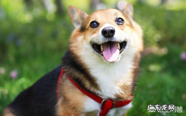 柯基2岁，2岁是指养了2年了吗