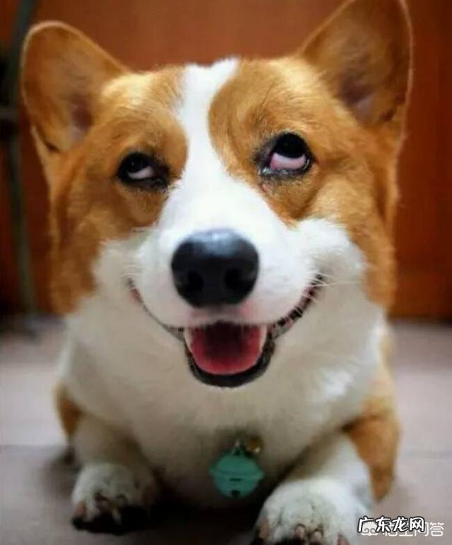 柯基2岁，2岁是指养了2年了吗