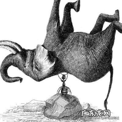 有人说蚂蚁比大象力气大,为什么
