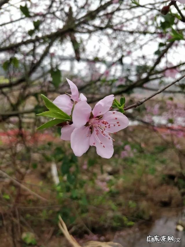 农村俗语“三月三下雨青蛙哑,穷人卖妻富卖马”,讲的什么意思