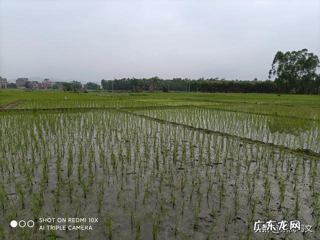 农村俗语“三月三下雨青蛙哑,穷人卖妻富卖马”,讲的什么意思
