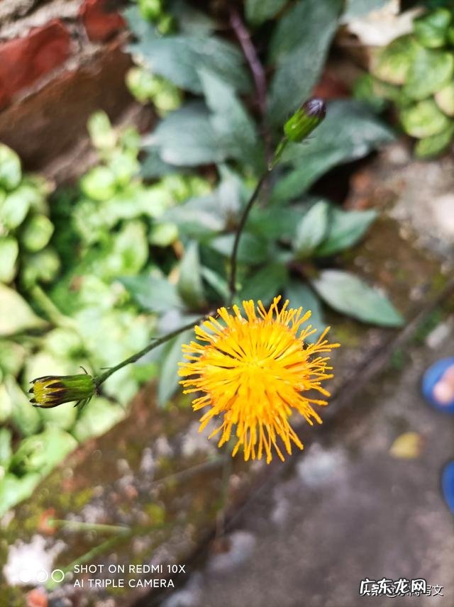 农村俗语“三月三下雨青蛙哑,穷人卖妻富卖马”,讲的什么意思