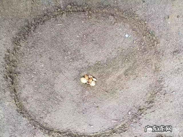 能否说出一个玩具证明你已经老了?