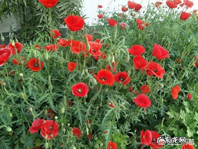 西安有紫竹罐排毒美容店嗎？