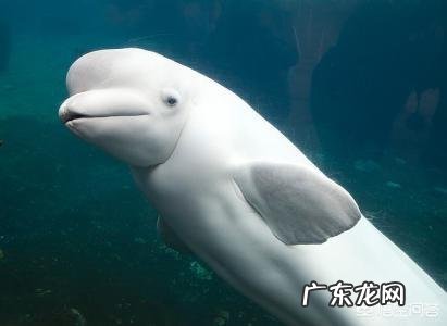 海洋哺乳动物体温比海水高还是低