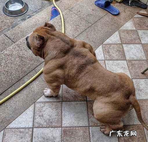 海洋哺乳动物体温比海水高还是低