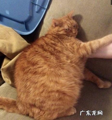 海洋哺乳动物体温比海水高还是低