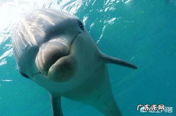 海洋哺乳动物体温比海水高还是低