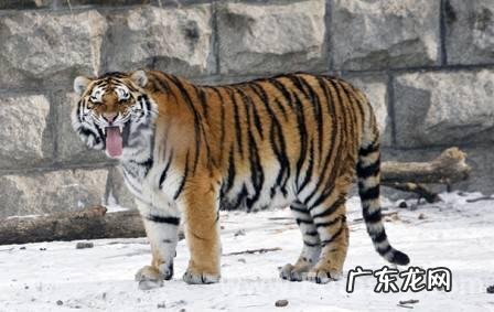 海洋哺乳动物体温比海水高还是低