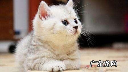 海洋哺乳动物体温比海水高还是低