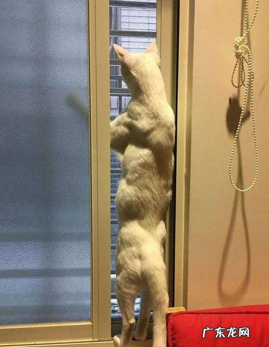 海洋哺乳动物体温比海水高还是低