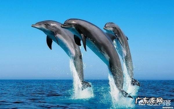 海洋哺乳动物体温比海水高还是低