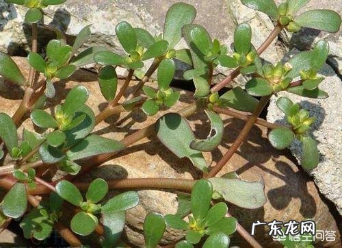 夏天容易口腔溃疡怎么办?