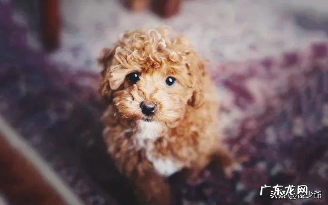 泰迪犬为什么喜欢在家里尿尿呢