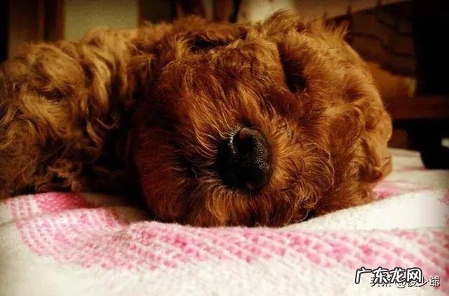 泰迪犬为什么喜欢在家里尿尿呢