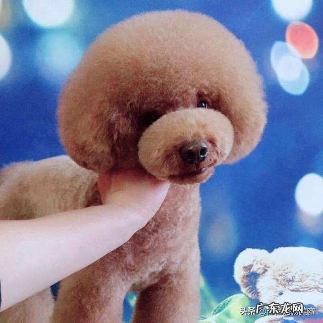 泰迪犬为什么喜欢在家里尿尿呢