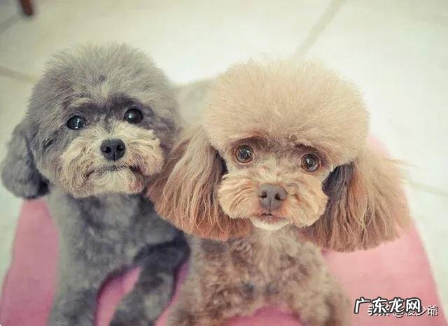 泰迪犬为什么喜欢在家里尿尿呢