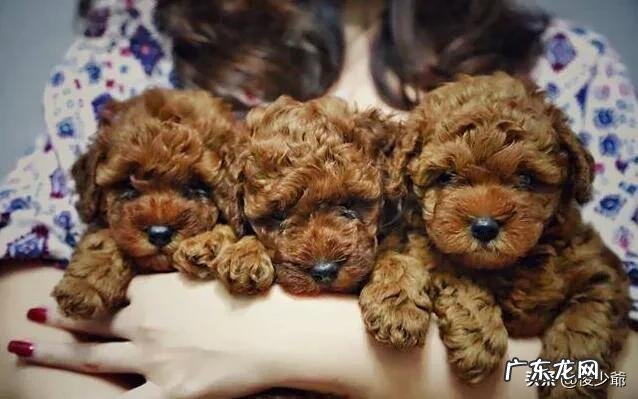 泰迪犬为什么喜欢在家里尿尿呢