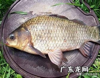 鲫鱼白萝卜鸡蛋汤 鲫鱼白萝卜汤是加冷水还是加热开水?