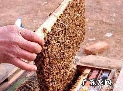 健身后免疫力低、总生病的人该怎么办
